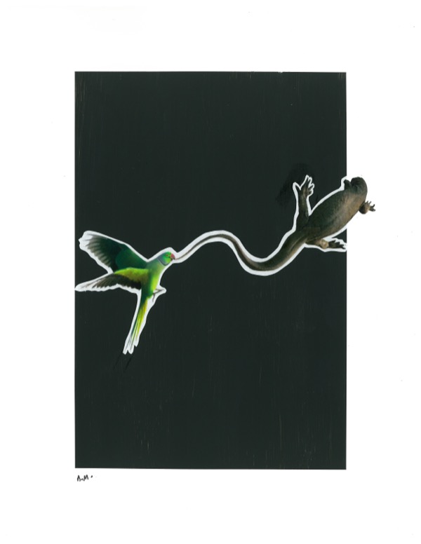 the parrot and the lizard